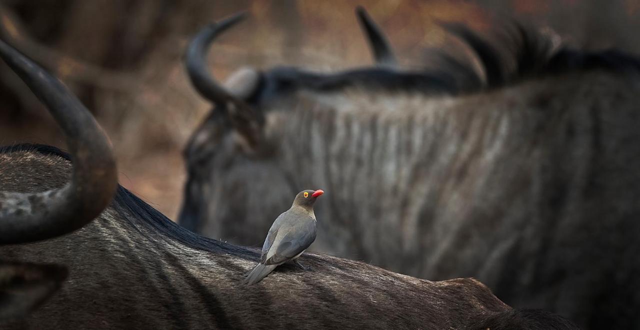 Tusk Bush Lodge Marloth Park Exterior photo